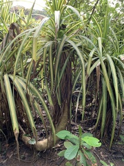 Pandanus