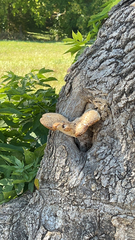 Cerioporus squamosus