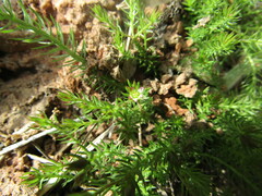 Cliococca selaginoides