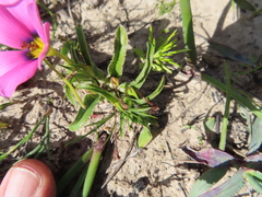 Moraea versicolor