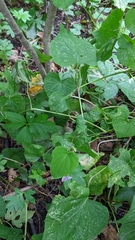 Viola canadensis