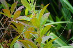 Itea virginica