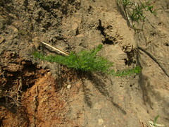 Cliococca selaginoides