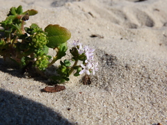 Phyllopodium