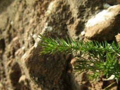 Cliococca selaginoides