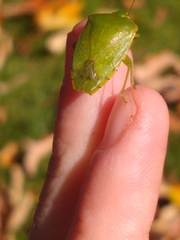 Nezarini