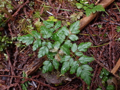 Coptis aspleniifolia