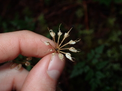 Coptis aspleniifolia