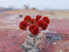 Crassula glomerata