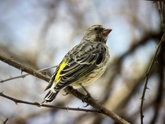 Crithagra atrogularis semideserti