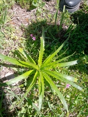 Eryngium horridum