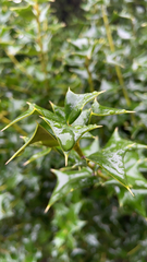 Ilex cornuta