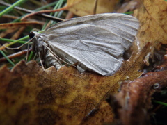 Operophtera fagata