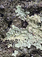 Flavoparmelia baltimorensis