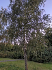 Betula pendula