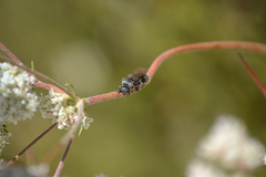 Aculeata