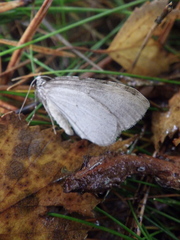 Operophtera fagata