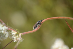 Aculeata