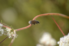 Aculeata