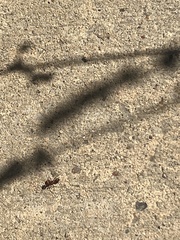 Pogonomyrmex barbatus