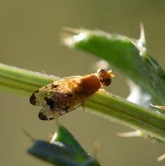 Xyphosia miliaria