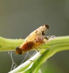 Xyphosia miliaria