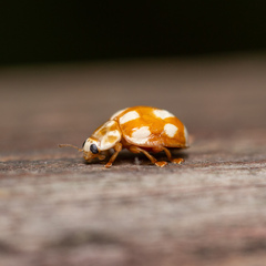 Calvia decemguttata