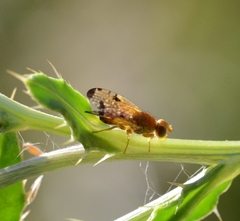 Xyphosia miliaria