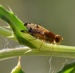 Xyphosia miliaria
