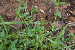 Polygonum aviculare