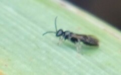 Tiphiinae