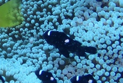 Dascyllus trimaculatus