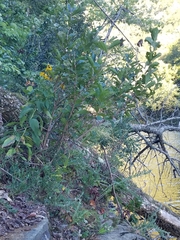Hamamelis