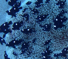 Dascyllus trimaculatus