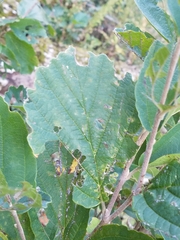 Hamamelis
