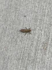 Melanoplus yarrowii