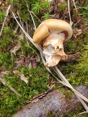 Cortinarius caperatus