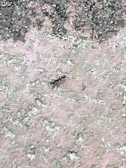 Brachyponera chinensis