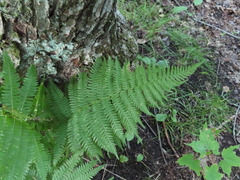 Athyrium