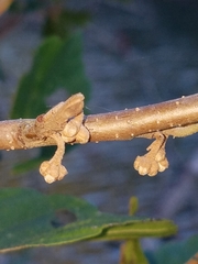 Hamamelis