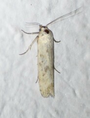 Acontiinae