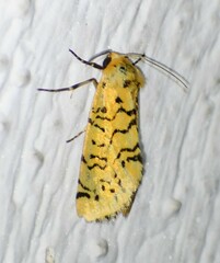 Chrysoecia atrolinea