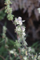 Hermannia hyssopifolia