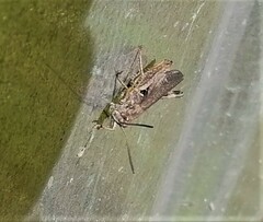 Chorthippus biguttulus