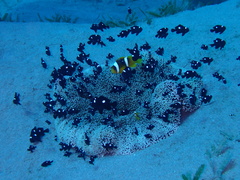 Dascyllus trimaculatus