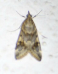 Loxostege allectalis