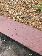 Brachyponera chinensis