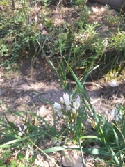 Nothoscordum gracile