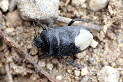 Cydnus aterrimus