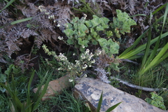 Hermannia hyssopifolia